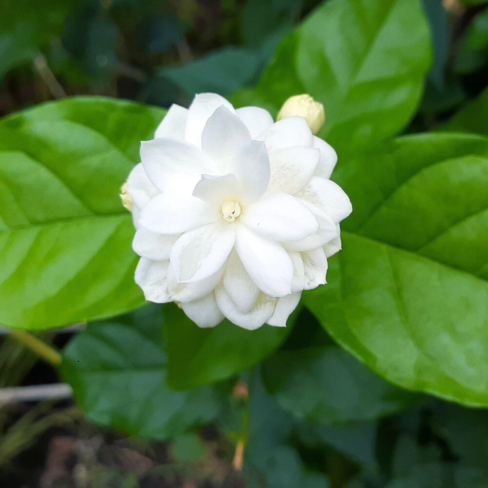 White jasmine-Flowers That Start WIth J