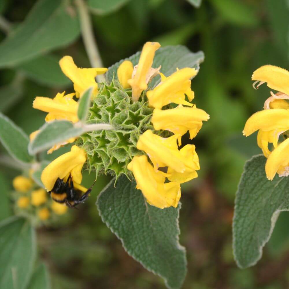 Yellow Jerusalem Sage flowers with gray-green foliage