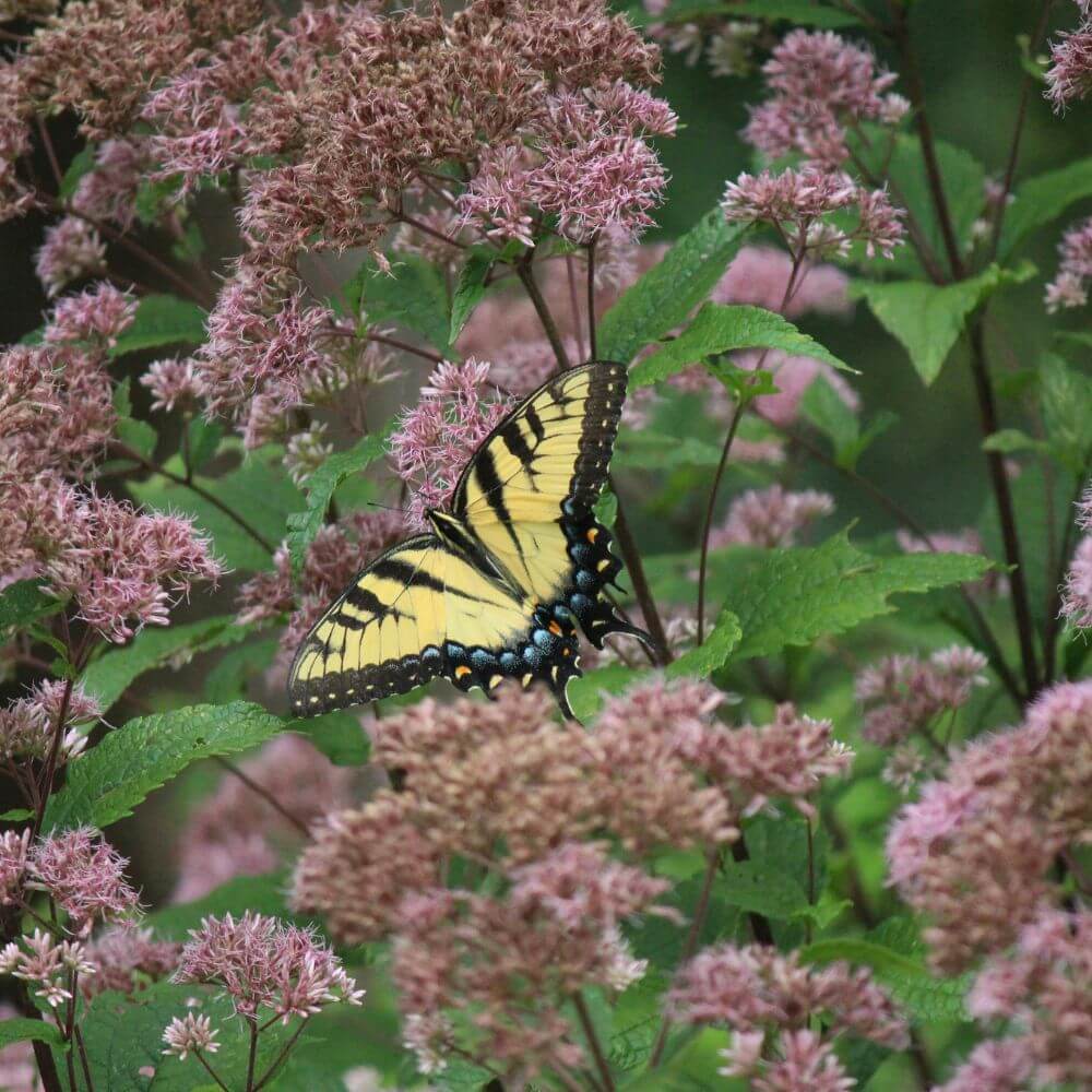 Tall Joe Pye Weed With a Butterfly on its Flowers