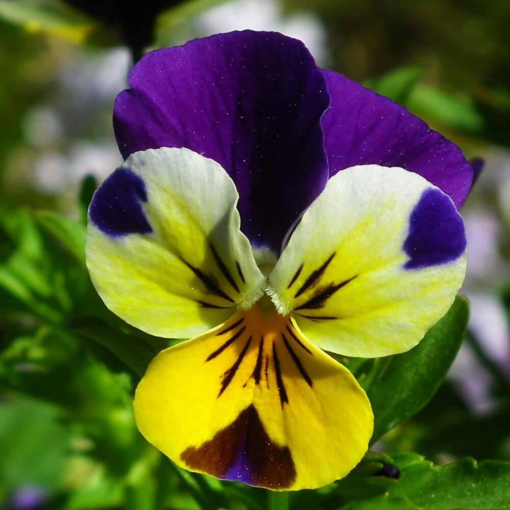 Colorful Johnny Jump-Ups flowers close-up