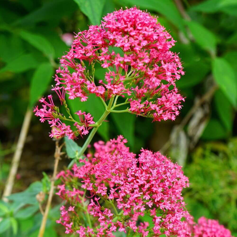 Clusters of pink Jupiter’s Beard flowers