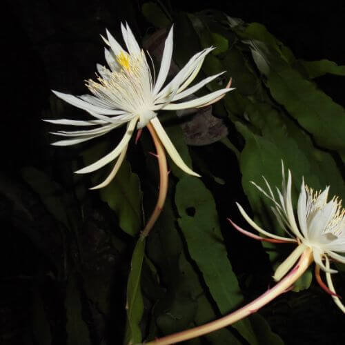 Night-blooming white Kadupul cactus flower
