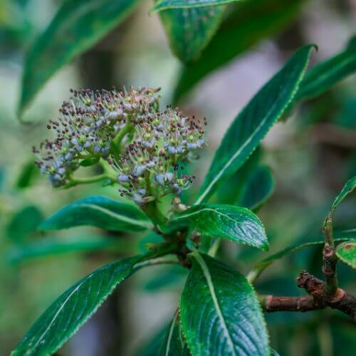 Tropical Kanawao shrub-Flowers That Start With K