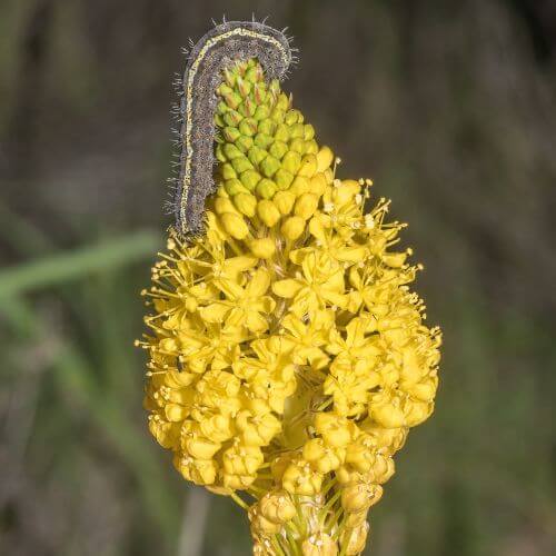 Tall yellow Katstert-Flowers That Start With K