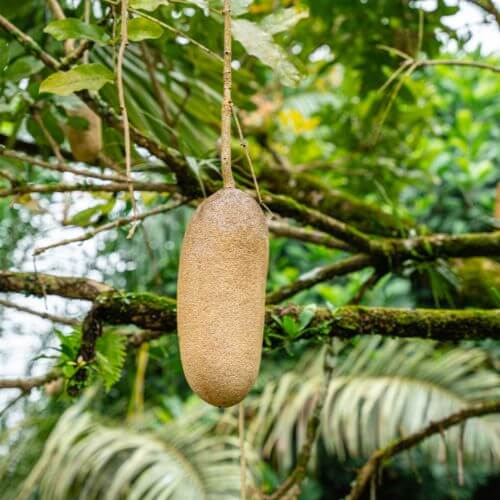 Massive maroon Kigelia africana sausage tree flowers hanging down