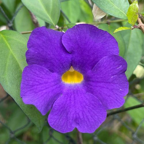Velvety purple King's Mantle-Flowers Starting With K