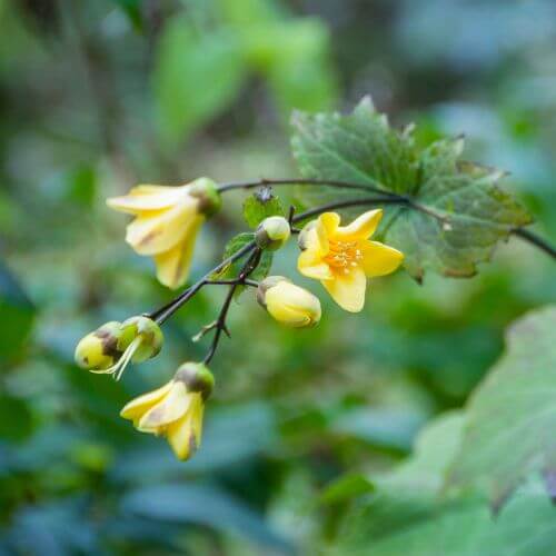 Waxy yellow bell-shaped Kirengeshoma flowers