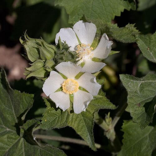 Large Beautiful white Kitaibelia vitifolia blossoms