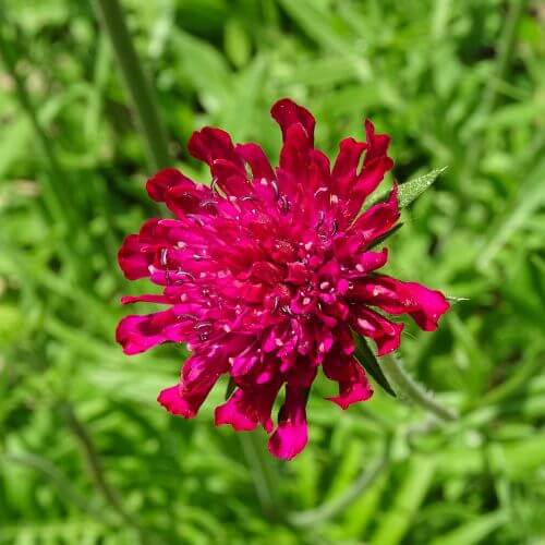 Deep burgundy Knautia-Flowers That Start With K