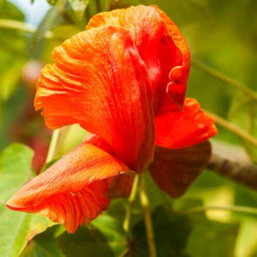 Rare Hawaiian Koki’o tree with large, vibrant red petals