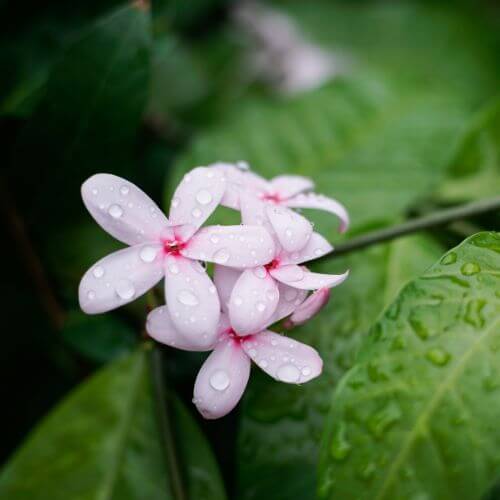 Kopsia fruticosa blooms-Flowers That Start With K