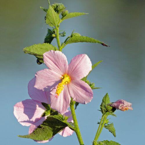 Soft pink Kosteletzkya virginica flowers
