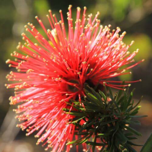 Scarlet Kunzea baxteri flower with unique red bottle-brush shape