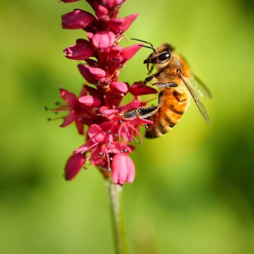 Weeping pink tassels of Persicaria orientalis