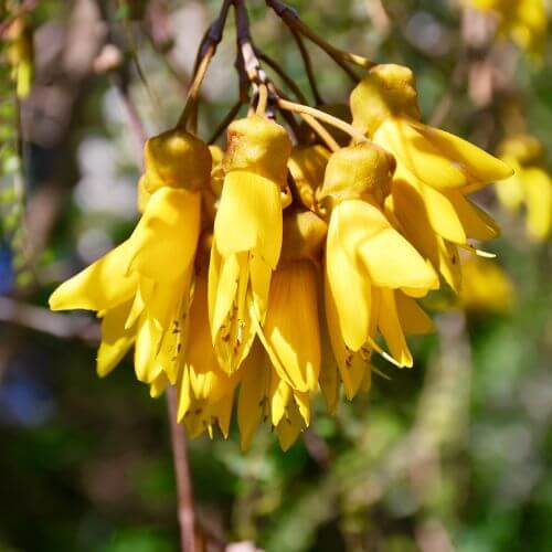 National Flower of New Zealand