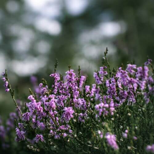 National Flower of Norway-Purple Heather