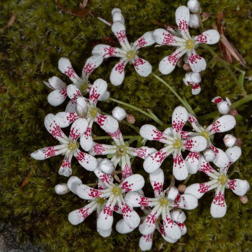 National Flower of Norway-Pyramidal Saxifrage