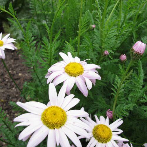 White daisies with yellow centers and ringed petals