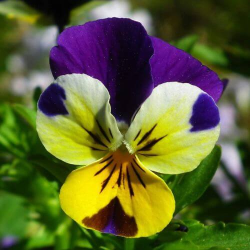 Purple and yellow pansy with a face pattern
