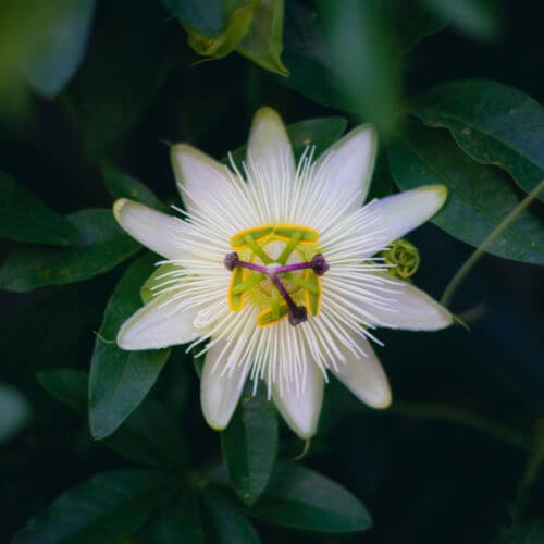 white exotic passionflower bloom-Flowers Starting With P