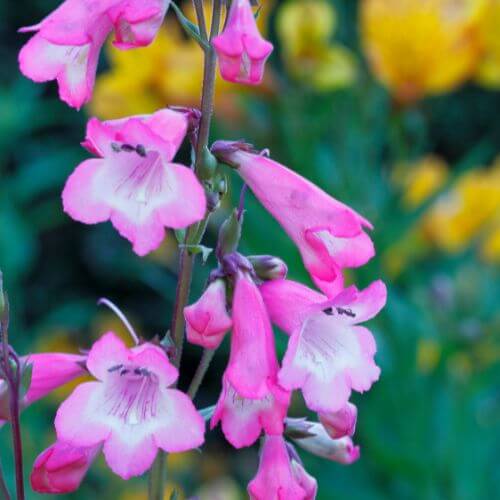 Tubular pink penstemon blossoms on a tall stalk