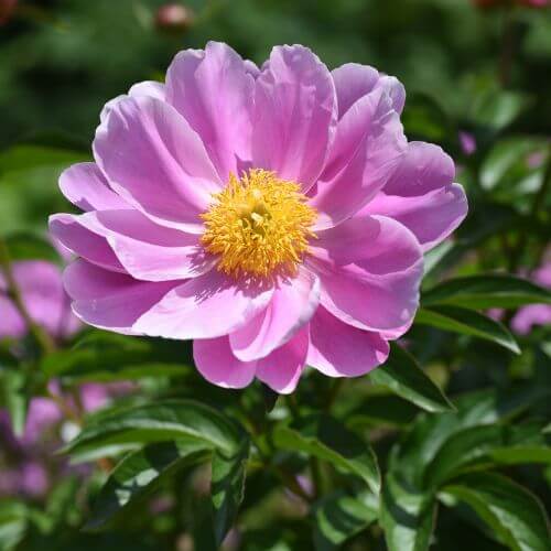 Lush pink peony bloom-Flowers That Start With P