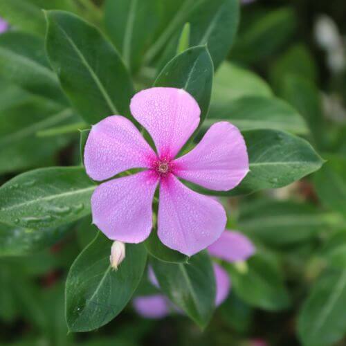 Small, five-petaled pink periwinkle flower