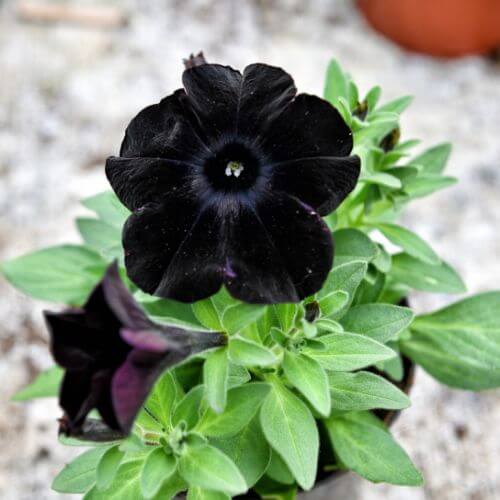 rare black petunia bloom-Flowers Starting With P