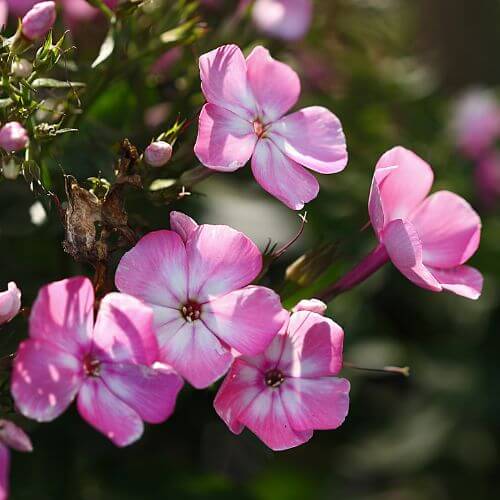 Star-shaped pink phlox flowers