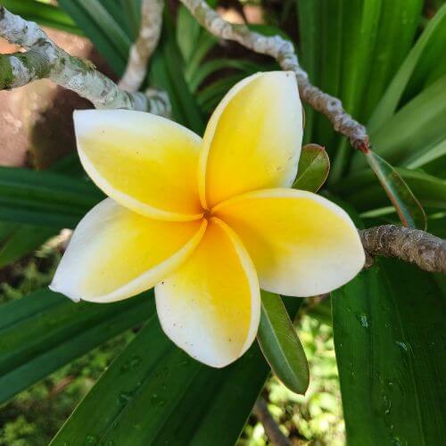 White plumeria flower with a soft yellow center