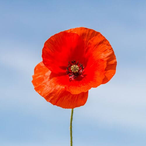 Vibrant red-orange poppy with a dark center on a stem