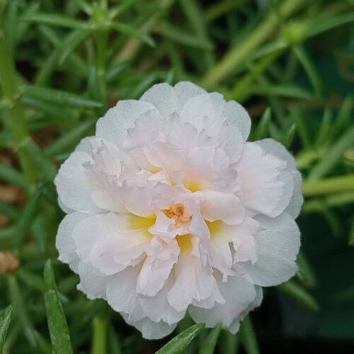 Bright white portulaca flower with thin, delicate petals