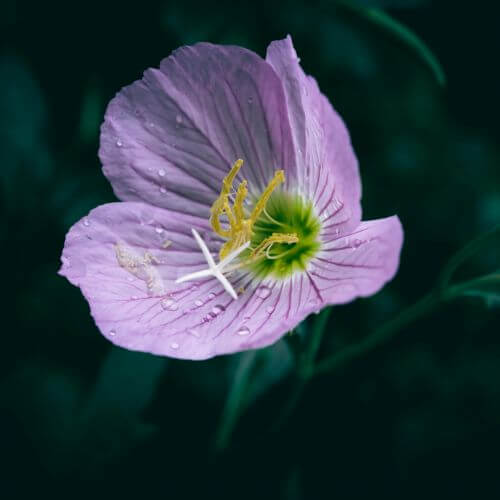 Purple Primrose Bloom-Flowers That Start With P