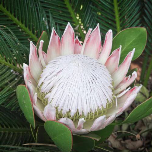 Large pink king protea with spiky, textured petals