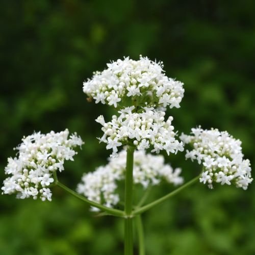 Tall Valerian stems topped with tiny pinkish-white florets