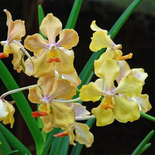 Vibrant Vanda Orchids-Flowers That Start V