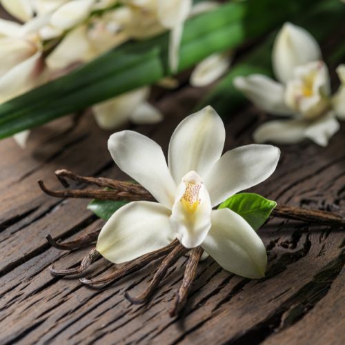 white Vanilla Orchid bloom-Flowers Starting With V