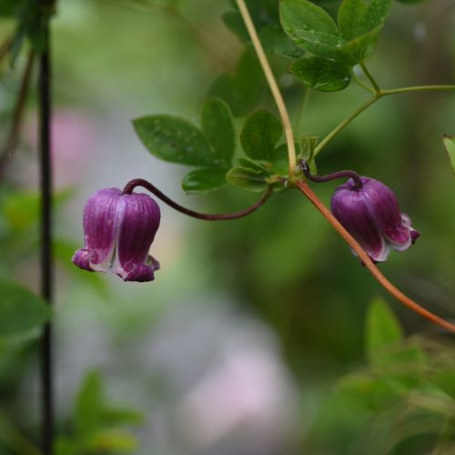 bell-shaped Vasevine blooms-Flowers That Start With V
