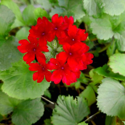 Red Verbena clusters-Flowers That Start With V