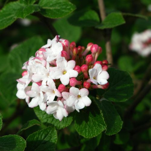 Rounded white Viburnum bush in full spring bloom