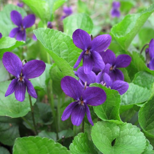 purple Violet flowers with delicate heart-shaped petals
