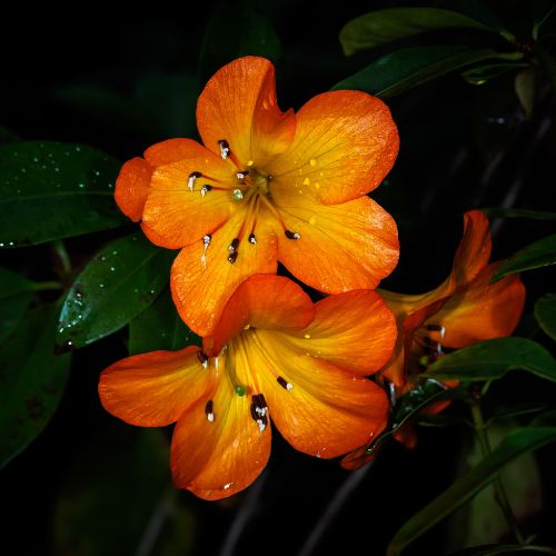 Bright orange Vireya Rhododendron flowers