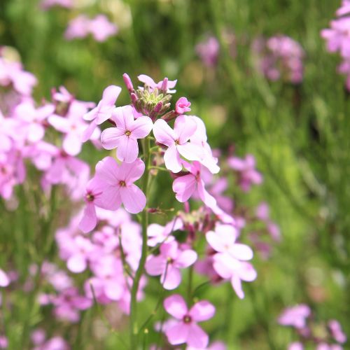 Small, pink Virginia Stock flowers growing in a meadow