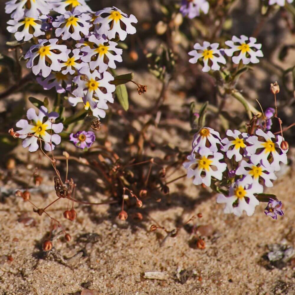 Zaluzianskya Flowers-Flowers Starting With Letter Z