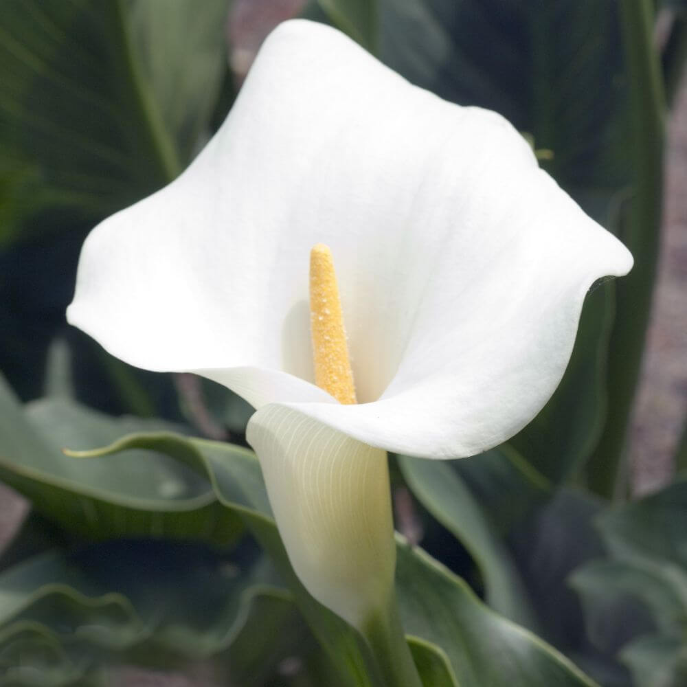 Elegant white Zantedeschia flower close-up