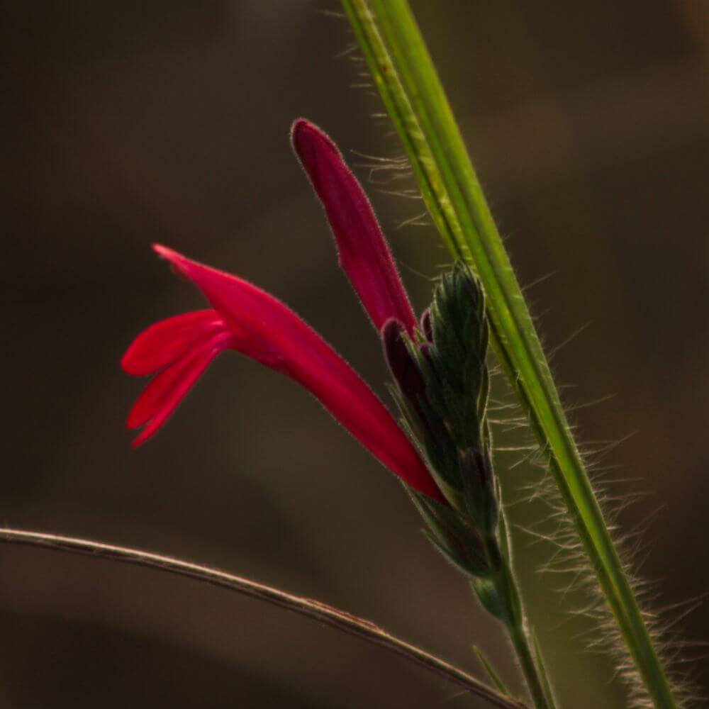 Red Zauschneria Flower also known as California fuchsia