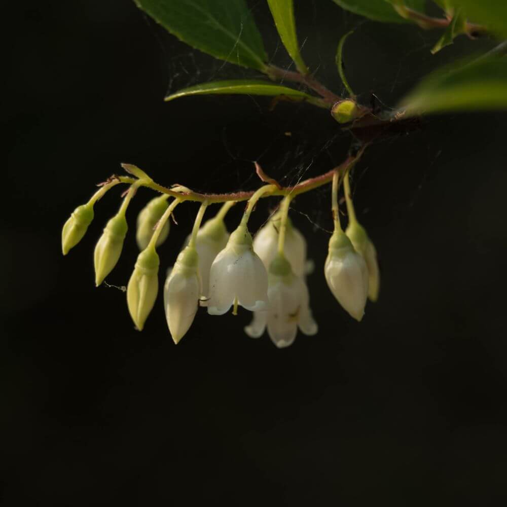 White bell-shaped zenobia shrub flowers