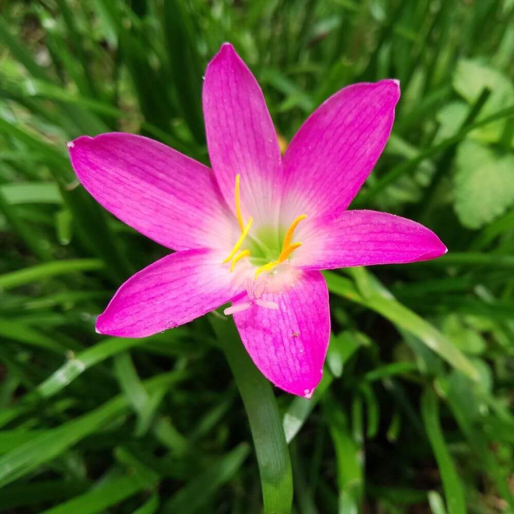 Pink Zephyranthes Flower Close-up