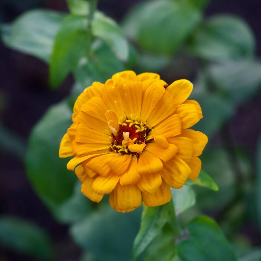 Yellow zinnia-Flower Names That Start With Z