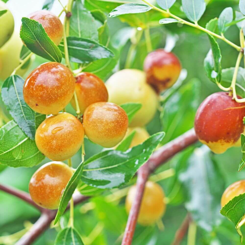 Ziziphus Fruit-Flower Names That Start With Z